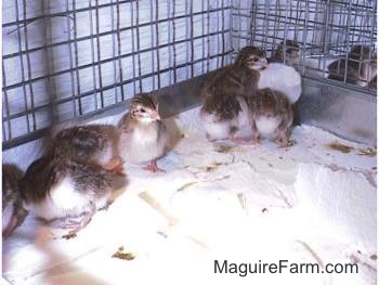 Eight keets are sitting at the back of a cage.