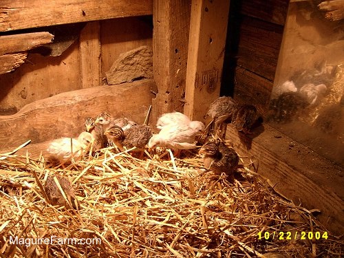 Nine baby guinea fowl are in a corner on top of hay in a barn stall in front of a mirror.