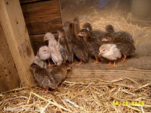 Baby guinea fowl are standing in the corner of the barn on a 2x4 and there is a mirror behind them