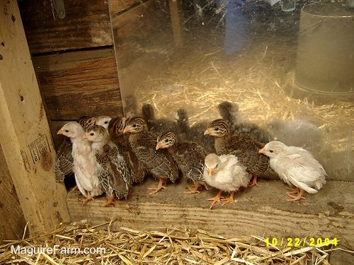 Keets are standing on a ledge in front of a mirror. There is a person's leg and a feed container in the reflection.