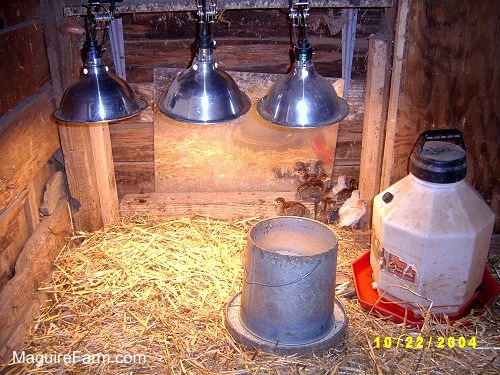 Baby guinea fowl are in the corner next to a mirror under a heat lamp in a barn. There are three heat lamps lined up and a food and water container in front of them. 