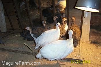Seven keets are standing in front of a mirror near a heat lamp inside of the coop.