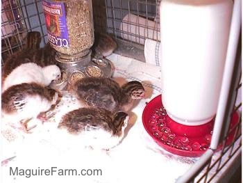 Four Keets are eating out of a food dispenser. Two keets are walking over to a water dispenser inside of a cage lined with paper towels.