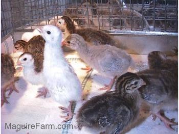 Six keets are looking to the left of the cage. Three keets are looking to the right of the cage