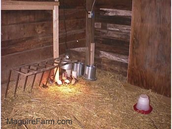 The keets are standing under the heat lamp in a hay lined chicken coop.