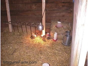 Keets are in a coop lined with hay with a heat lamp over top of them with food and water dispencers next to it.