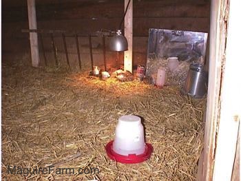 The water dispenser is in the chicken coop and the keets are in under the heat lamp. There is a mirror next to them leaning on the wall.