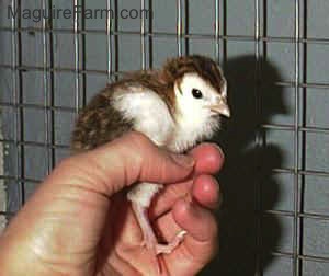 A hand is holding a brown and white keet in a cage