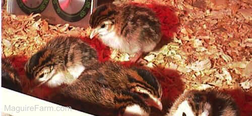 Close Up - Four brown, black and white keets in a cage with a red light on them. There is a temperature thermometer behind them.