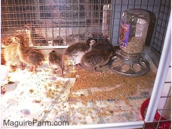 There is feed all over the bottom of the cage. Two keets are looking at a mirror