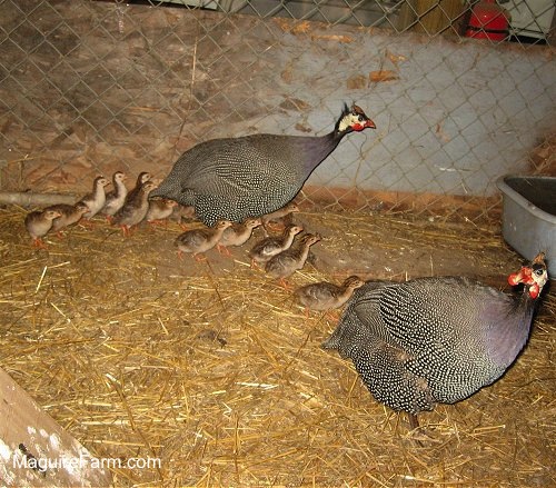 Two gray and white guinea fowl are walking around in a barn with a lot of babies following them.