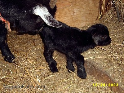 A black kid goat is being pushed along by the nose of its black mother goat
