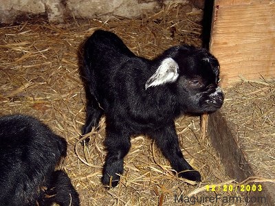 A black kid goat with white ears is standing in hay and looking to the right inside of a barn stall. A second black goat is next to it.