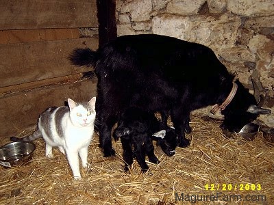 A grey and white cat is standing behind A mom goat and her three kids.
