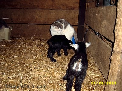 Two black kid goats inside a barn stall with a gray and white cat that is larger than the goats.