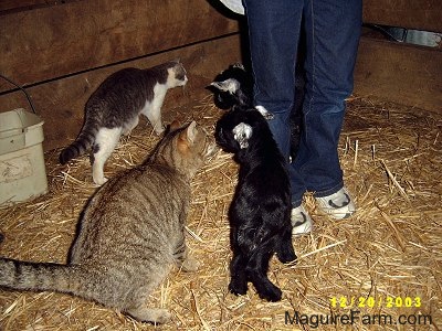 Two black with white eared kid goats, a grey and a gray and white Cat are walking around a person standing inside the barn stall. The cats are larger than the goats.