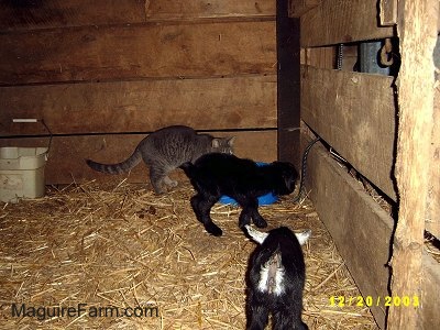 Two black baby kid goats inside of a barn stall with a gray cat. The cat is the same size as the goats. There is a blue heated water dish next to the wooden stall wall that has a cord leaving the bowl to the outlet on the other side of the wall.