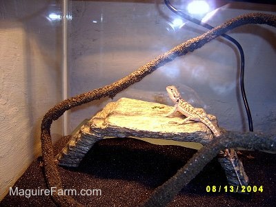 A young bearded dragon is standing on a rock structure under a heat lamp in a glass aquarium cage.