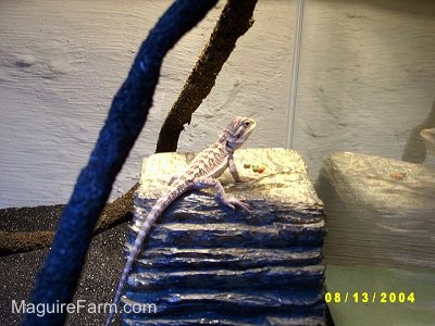 A young Bearded Dragon is standing on a large rock in a glass aquarium with black sand and tree branches next to it.