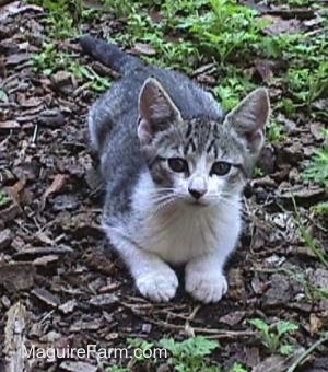 A gray and  white tiger kitten laying in mulch with green plants behind it.
