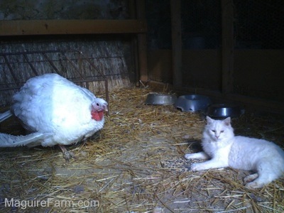 An all white cat is laying in a coop in front of a large turkey.