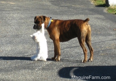 A brown brindle Boxer dog is standing on a blacktop and a white cat is reaching up to touch the dogs face