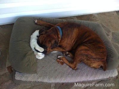 Brown brindle Boxer dog is laying in a dog bed on a stone porch and his head is snuggled up under a white cats body