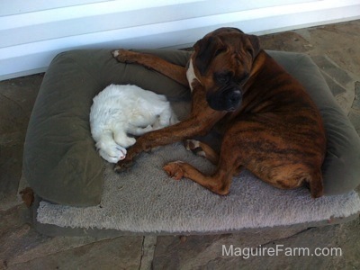 A brown brindle Boxer dog is laying in a dog bed on a stone porch next to a white cat