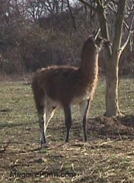 A brown with white llama is standing next to a thin tree