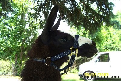 Close Up - The head of a black with white llama wearing a halter under a pine tree. There is a white van in the background
