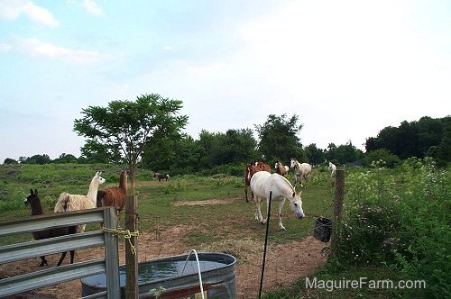 llamas and horses in a field. There is a metal tub of water near a fence