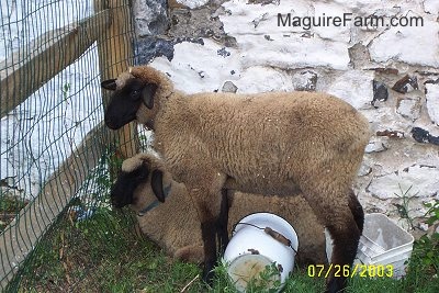 Two sheep in front of a split rail fence. One is laying down and the other is standing. They are next to a stone wall. There is a metal bucket and a plastic bucket under and behind them.