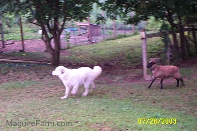 A sheep is chasing a white Great Pyrenees dog in a yard with a chicken coop in the distance.