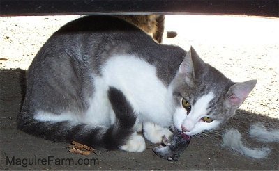 A gray and white cat under a car eating a mouse. Half of the mouse is missing and the rest is hanging from the cat's mouth.