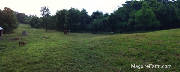 An expansive field view. There are horses grazing and a fawn Boxer dog playing with a brown brindle Boxer and a  black and white cat watching them.
