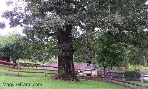 The base of a large white oak tree is in front of a split rail wooden fence. There is an old springhouse behind it