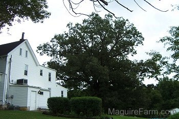 A large white oak tree is standing to the right of a white farm house. In the Foreground, there are two bushes