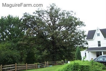 A large white oak tree is standing tall next to a white farm house. The tree is taller than the three story home.