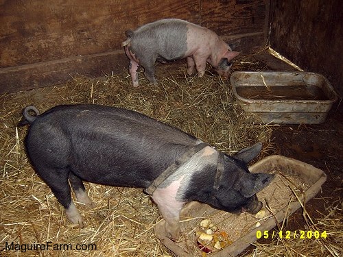 A black with pink pig is digging into a food trough. A gray and pink pig is digging into the mud on the opposite side of the barn stall.