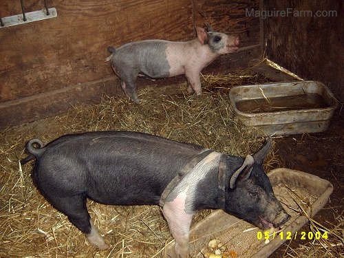 A black with pink pig is digging into a trough. A gray and pink pig has its nose in the aire and its mouth is open