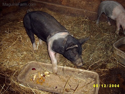 A black with pink pig has one of its feet in a trough. The Pig is looking at mud. There is a gray and pink pig on the other side of the barn stall.