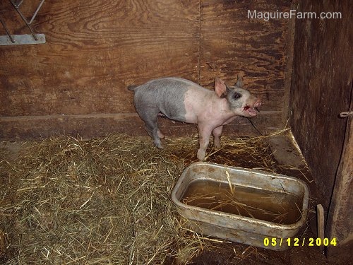 A gray and pink pig is chewing an apple in the corner of a barn. Her mouth is open in mid-chew.