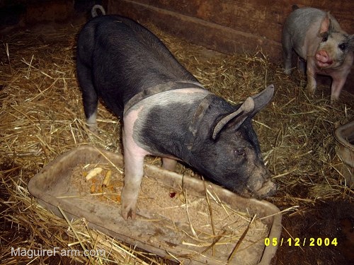 A black with pink pig has one of its feet in a trough. A gray and pink pig is chewing an apple behind it.