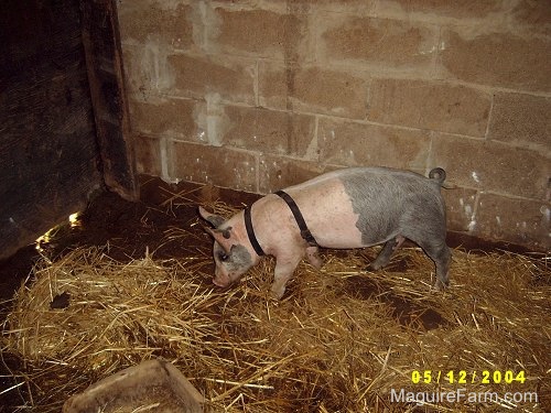 A gray and pink pig is sniffing around in an old barn that was built in the 1800s.