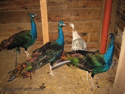 Three colorful peacocks and a white and tan peahen are standing in the corner of a barn.