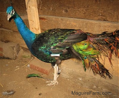 Close Up - A peacock is standing in a barn and looking to the left