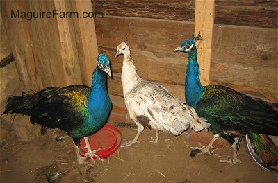 Two colorful peacocks are standing in a barn with a white peahen between them. One Peahen is standing on a red bottom to a water dispenser