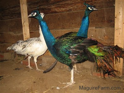 Two colorful peacocks are standing side by side in a barn with a white peahen behind them.