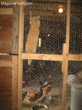 A medium-haired orange cat is climbing up a wire mesh fence wall inside of a chicken coop that has a bunch of chickens in it.
