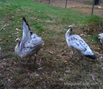 One white, tan with black peahen is lifting its wing up and another peahen is looking at it. 